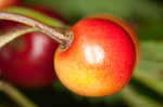 Fire cherry